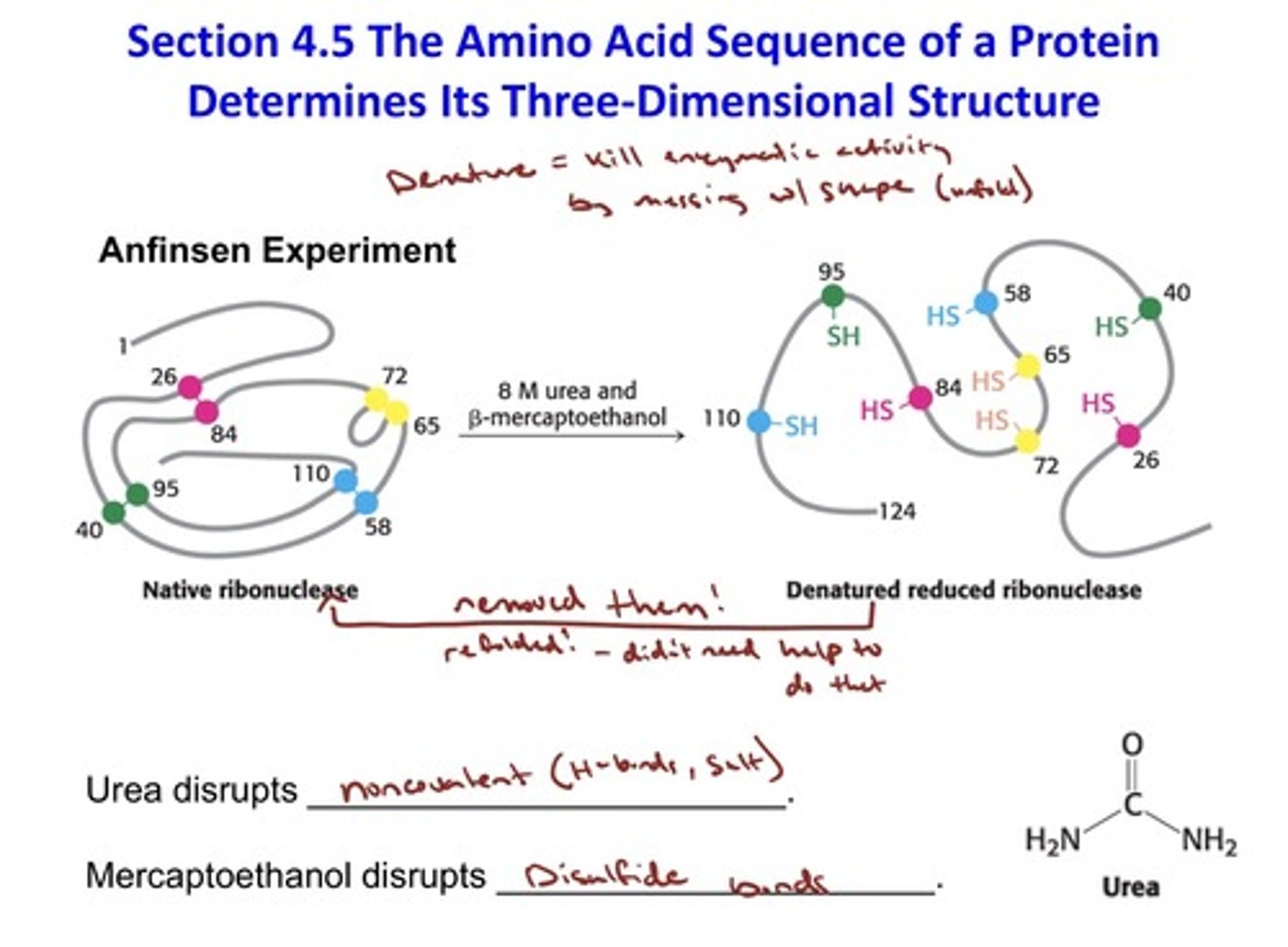 <p>- urea disrupts noncovalent bonds (between H-bonds and salt bridges)</p><p>- Mercaptoethanol disrupts disulfide bridges</p>