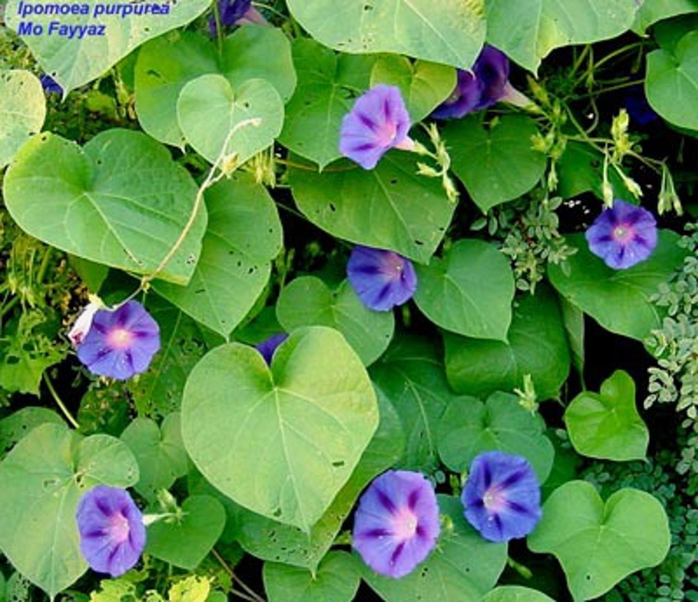 <p>Ipomoea purpurea</p>