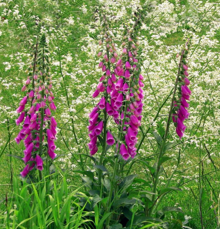<p>Foxglove</p><p>Large</p><p>Sun</p><p>Cottage garden</p>