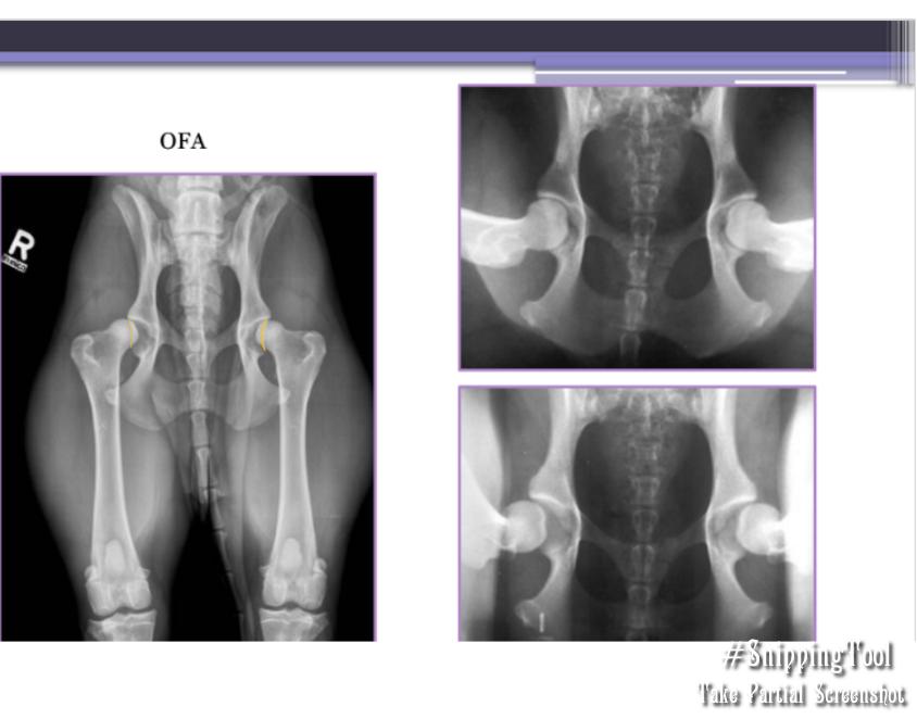 <p><span style="background-color: transparent;"><strong><span>Screening for Hip Displasia</span></strong></span></p>
