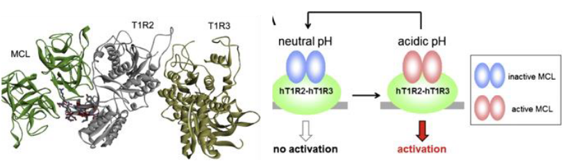 <p>pH-dependent allosteric agonist/antagonist of a sweet taste receptor</p><p>miracle berry</p>