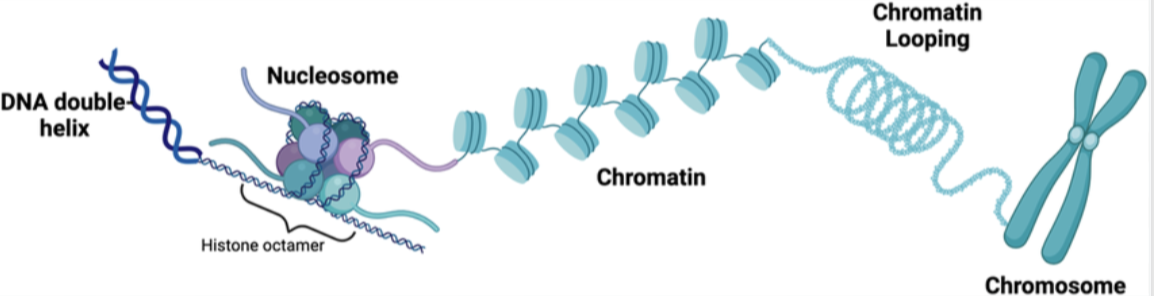 <p>Nucelosome </p>