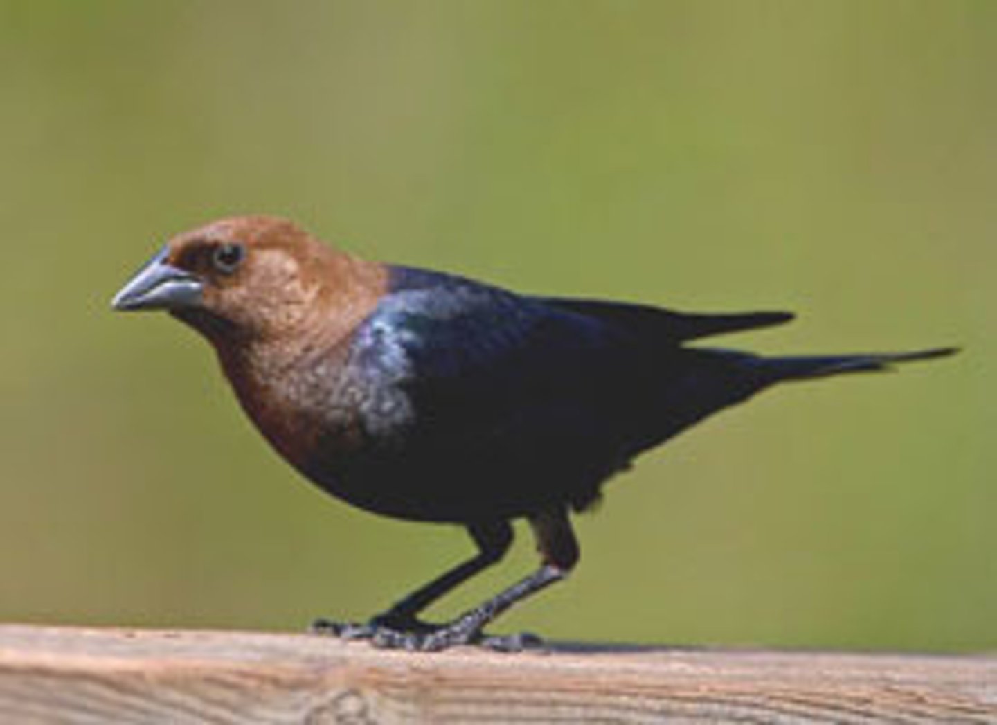 <p>Brown-headed Cowbird</p>