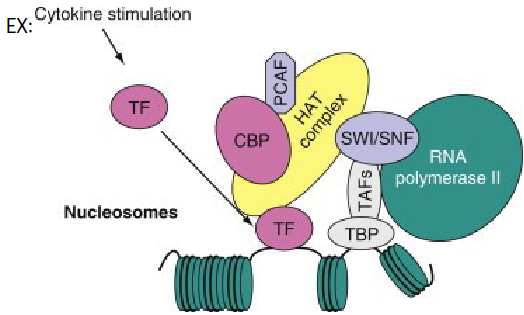 <ul><li><p>second mechanism: transcription factors can bind to DNA on outside of histones and recruit histone modifiers to go open up gene region: either uni or bi directionally until it reaches an insulator (Boundary element)</p></li></ul>