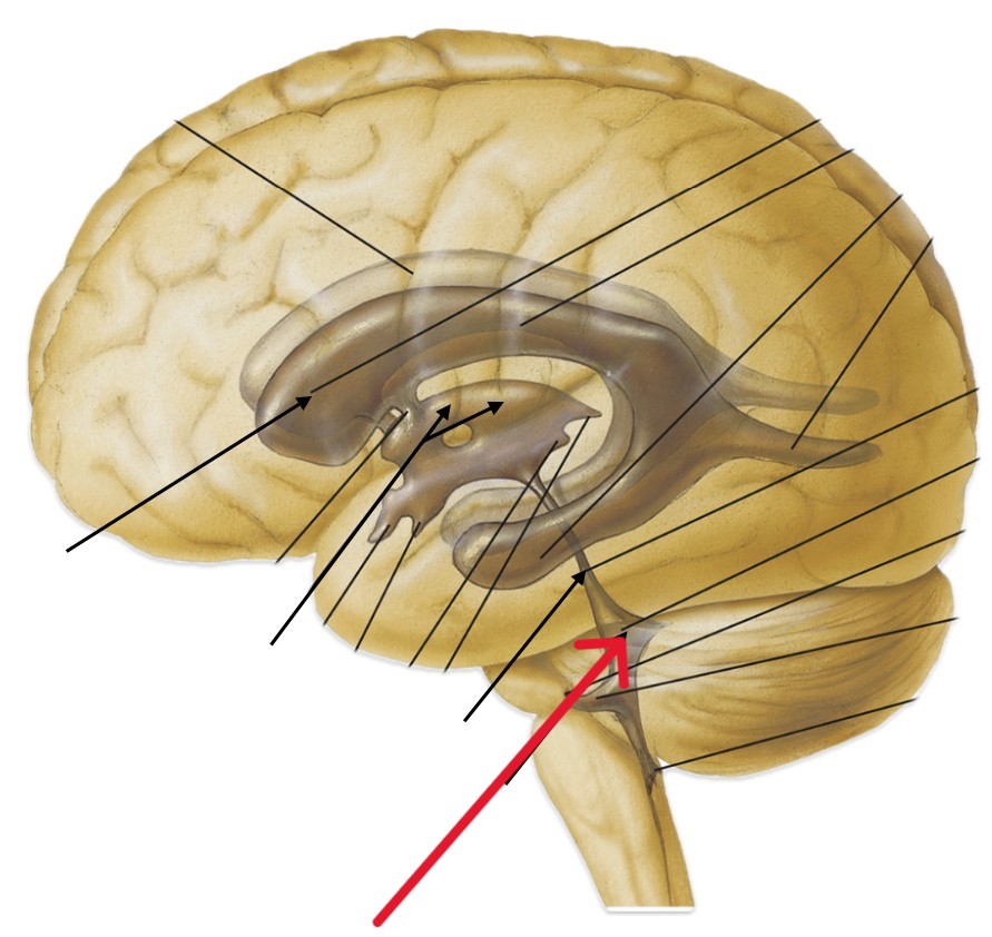 <p>Which part of the brain is:</p><ul><li><p>Diamond-shaped</p></li><li><p>Inferior to cerebral aqueduct</p></li></ul><p></p>