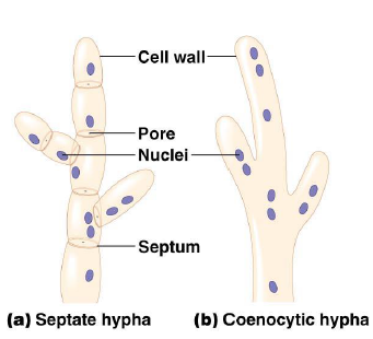 the cells that make up hyphae are divided by these cross sections