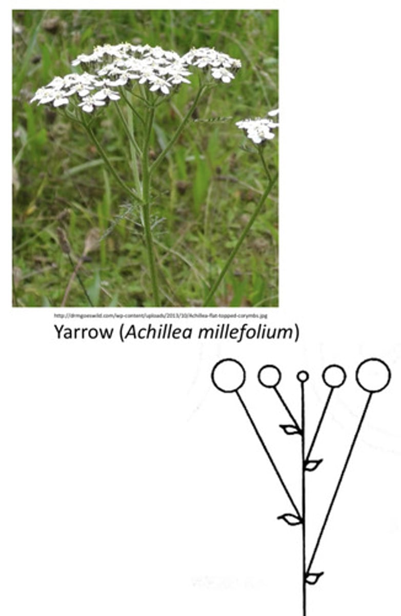 <p>Inferrescense consisting of central stalk (rachis) and a few flowers on pedicels in which ① the pedicels of the more proximal flowers are much longer than those of distal flowers (which gives inflorescence flat appearance ) and ② flowers on proximal pedicels open earliest</p>