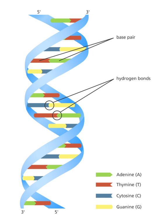 <p>DNA is a double helix structure.</p><p>It consists of two long, linear strands of nucleotides.</p><p>The strands twist around each other, resembling a twisted ladder.</p><p>The "rungs" are formed by pairs of nitrogenous bases held together by hydrogen bonds.</p><p>The "sides" are made of alternating sugar (deoxyribose) and phosphate groups, forming the sugar-phosphate backbone.</p>