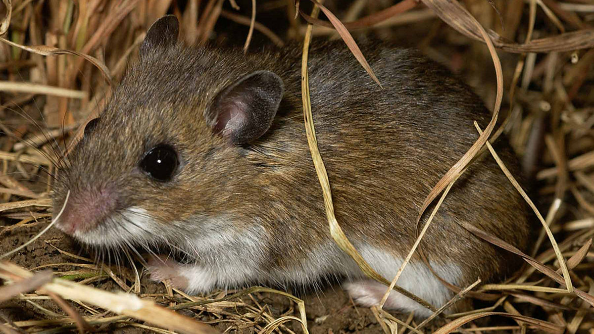<p><em>Peromyscus maniculatus </em></p>