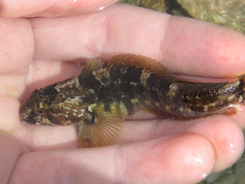 <p>Nototheniidae</p>
