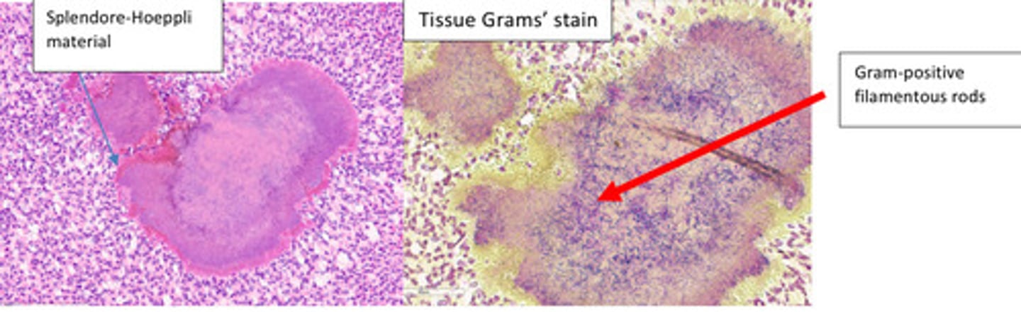 <p>Provide a morphological diagnosis</p>