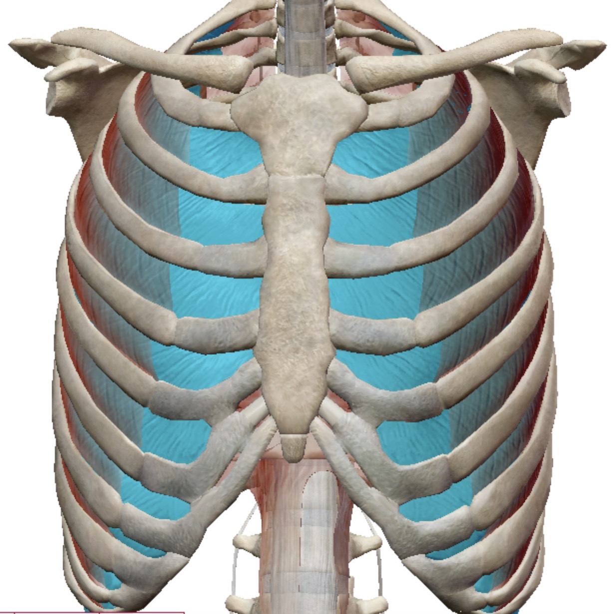 <p>Identify this muscle</p>