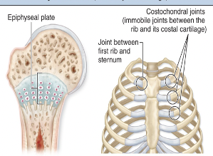 <p>Hyaline cartilage between bones</p><p>ex: epiphyseal plates in growing bones; costochondral joints</p>