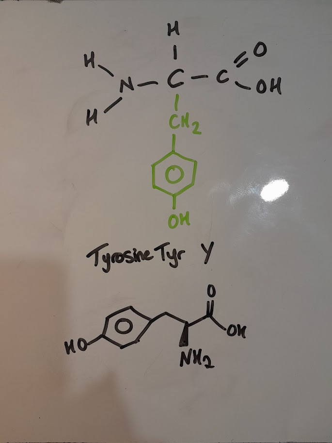 <ul><li><p>Tyr</p></li><li><p>Y</p></li><li><p>polar</p></li><li><p>aromatic</p></li></ul><p></p>