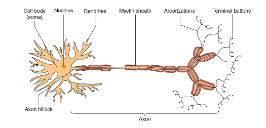 <p>Axon</p>