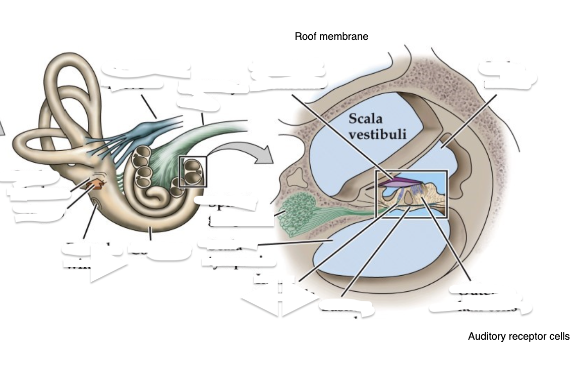 <p>Name the following in the cochlea: </p>