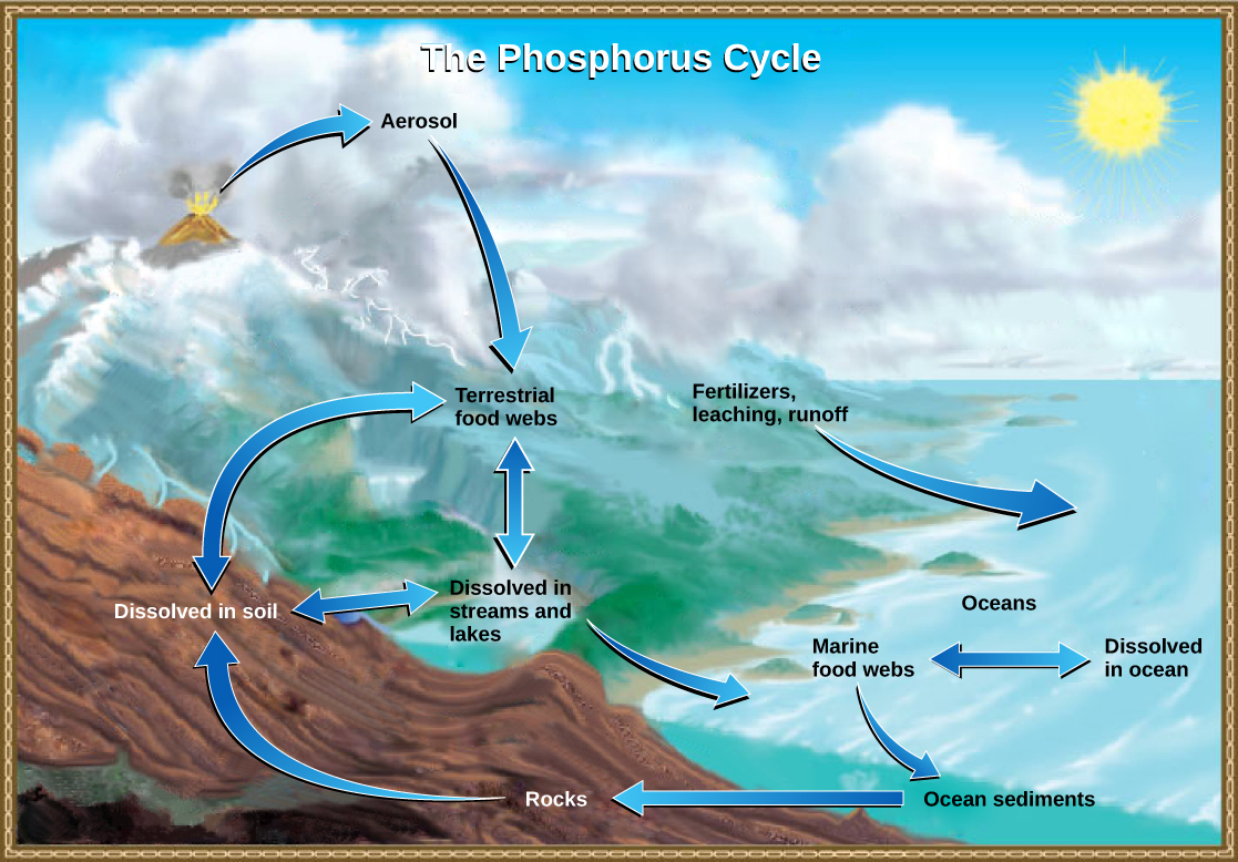 <p>the movement of phosphorus from the rocks where it&apos;s found into the environment and, finally, into the plants and animals that need it.</p>