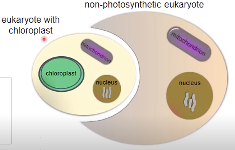 <p>a <strong>non-photosynthetic eukaryote</strong> (with no chloroplast) engulfing a <strong>eukaryote with chloroplast</strong> </p>