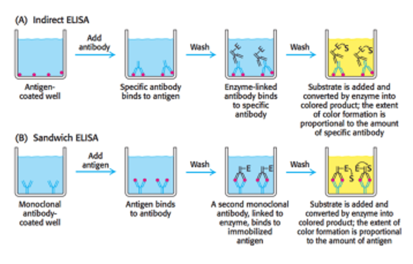 <p>Purpose: Used to identify the concentration of a molecule of interest in a given sample</p><p>ELISA is an assay that uses primary antibodies that are specific to a molecule of interest and secondary antibodies that are specific to primary antibodies and are conjugated with a fluorophore, so their presence can be measured via spectrophotometry. There are two different methods of ELISAs that are used.</p>