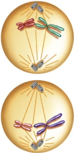 the membrane around the nucleus breaks apart, and the nucleolus disappears in each cell.