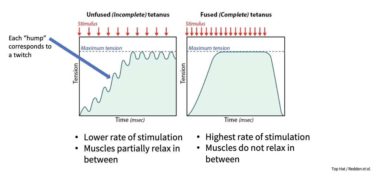 <p>the response of a muscle to a single action potential</p><p>↑ action potential frequency → summation of muscle response</p>