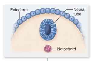 <p>Notochord</p>