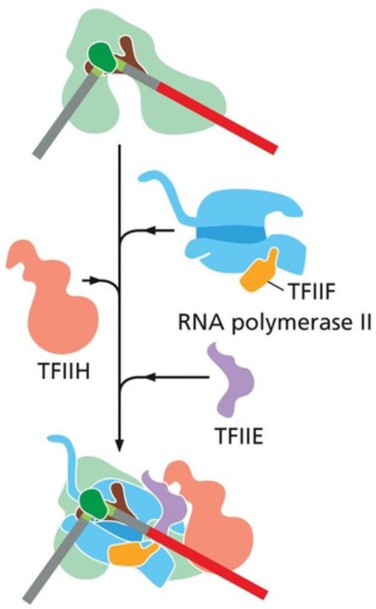 <p>helicases; unzips ∼6 bp of DNA upstream from the TSS</p><p>RNA Pol II then catalyses further DNA unzipping, leading to a DNA bubble measuring 13 bp</p>