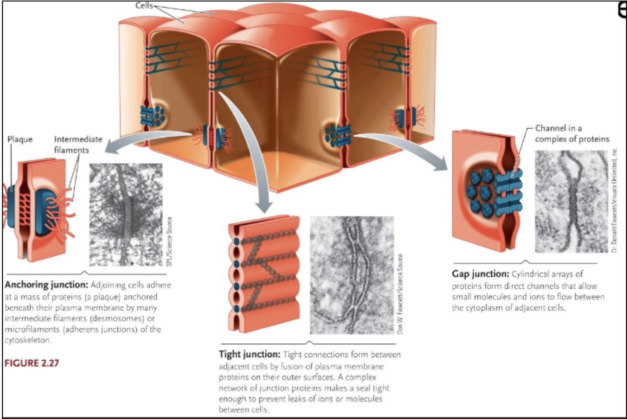 <p>Cells in multicellular bodies must be attached to one another or to an acellular matrix</p><p>1) Tight Junctions</p><ul><li><p>Penetrate cell membranes of adjacent cells, fix cells in place, prevent movement of liquids between cells</p></li></ul><p>2) Anchoring Junctions</p><ul><li><p>Adjacent cells link to each other and intermediate filaments or microfilaments of cytoskeleton</p></li><li><p>Provide a physical connection between cells of the body by reinforcing their cell-cell adhesion through direct association with cytoskeletal components of both cells</p></li></ul><p>3) Gap Junctions</p><ul><li><p>Form channels between adjacent cells; penetrating cell membranes</p></li><li><p>Signalling molecules &amp; water can be passed directly from cell to cell; cells can thus communicate with one another</p></li></ul><p></p>