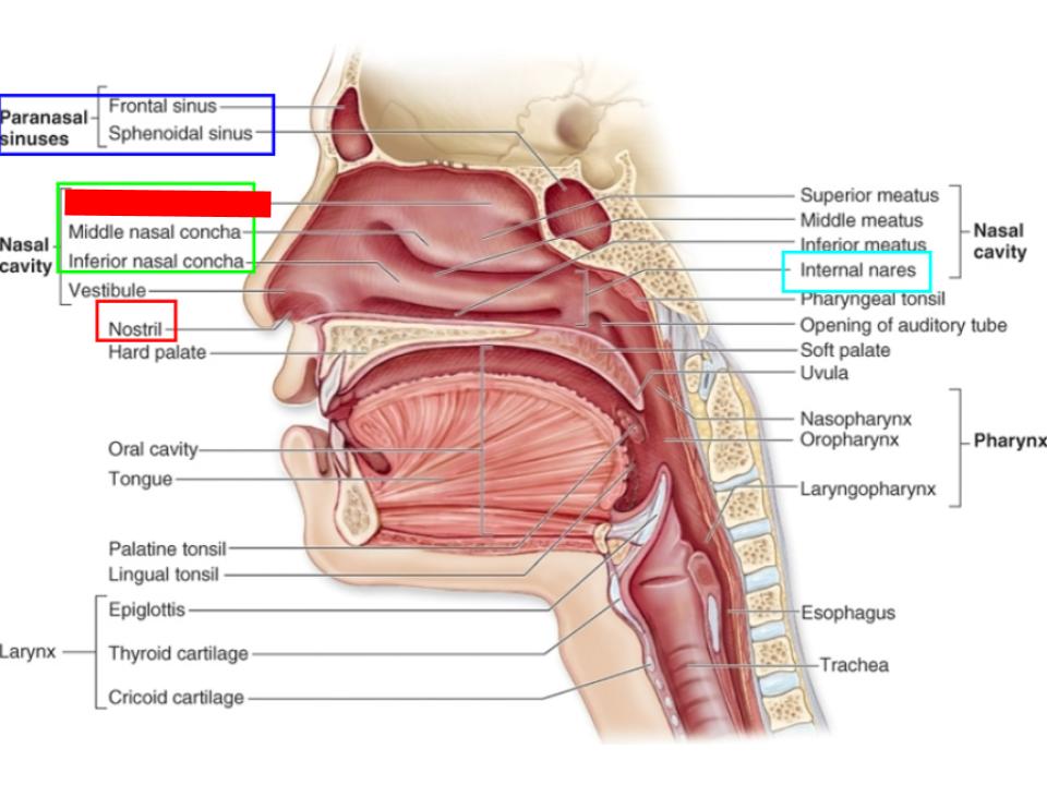 <p>nasal conchae</p>