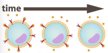 <p>a lot of signals so reduce receptors</p>