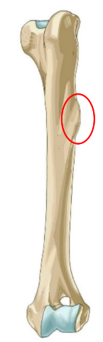 <p>• Large tuberosity on the lateral side of the humerus</p>