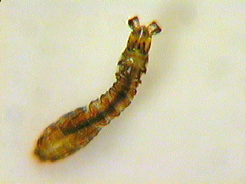 <img src="https://knowt-user-attachments.s3.amazonaws.com/41fdad07-f5f3-4913-ac69-da8d7a686743.jpg" data-width="100%" data-align="center"><img src="https://knowt-user-attachments.s3.amazonaws.com/d1e3d86c-5000-4f45-9645-f47ee0d7f86a.jpg" data-width="100%" data-align="center"><p></p>