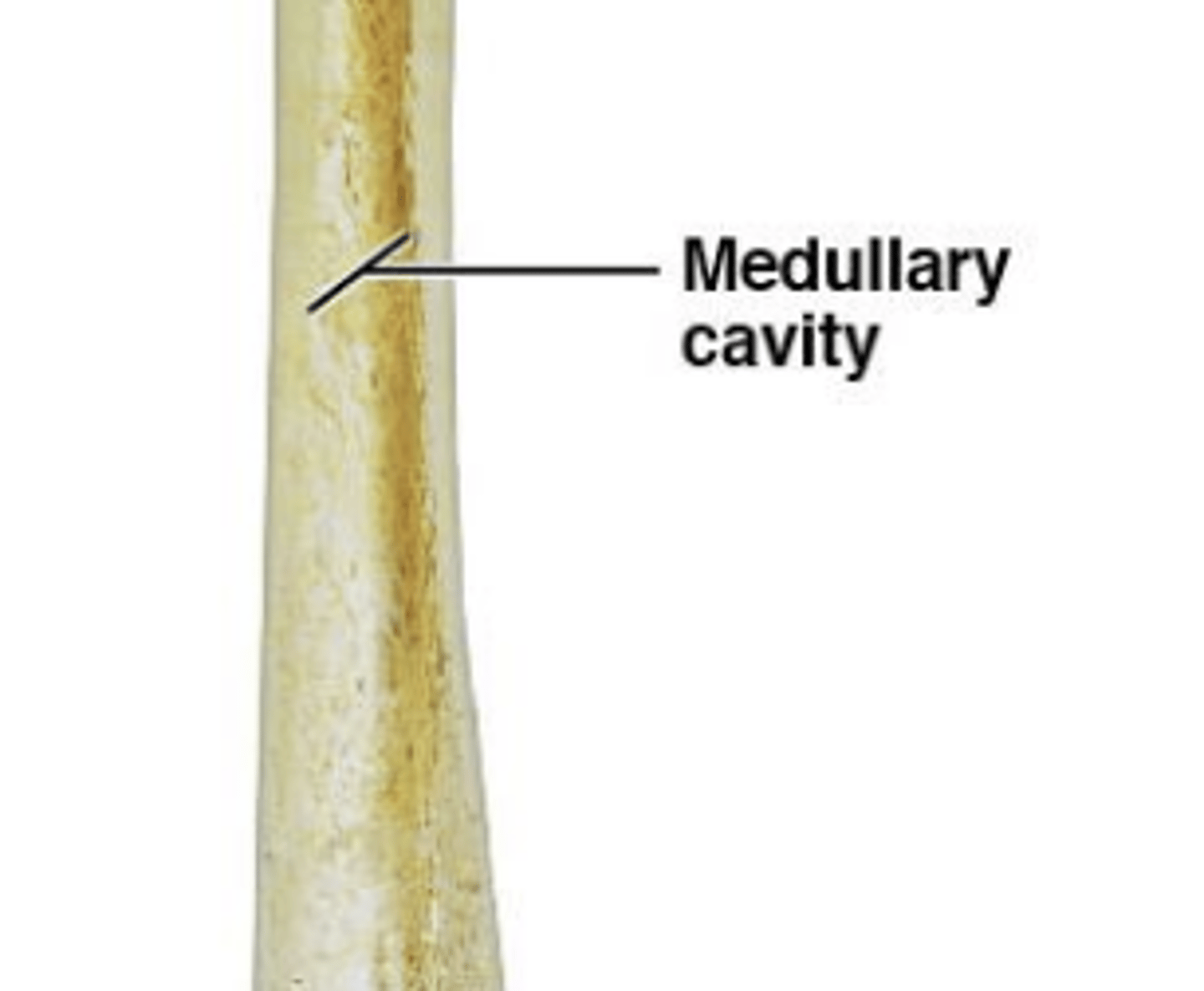 <p>inner cavity of diaphysis</p>