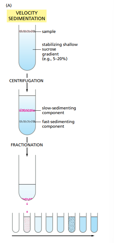 <p>Using Gradients. A gradient is a solution which gradually gets denser as you go deeper. So slow-sedimenting components stay higher and faster one go lower.</p>