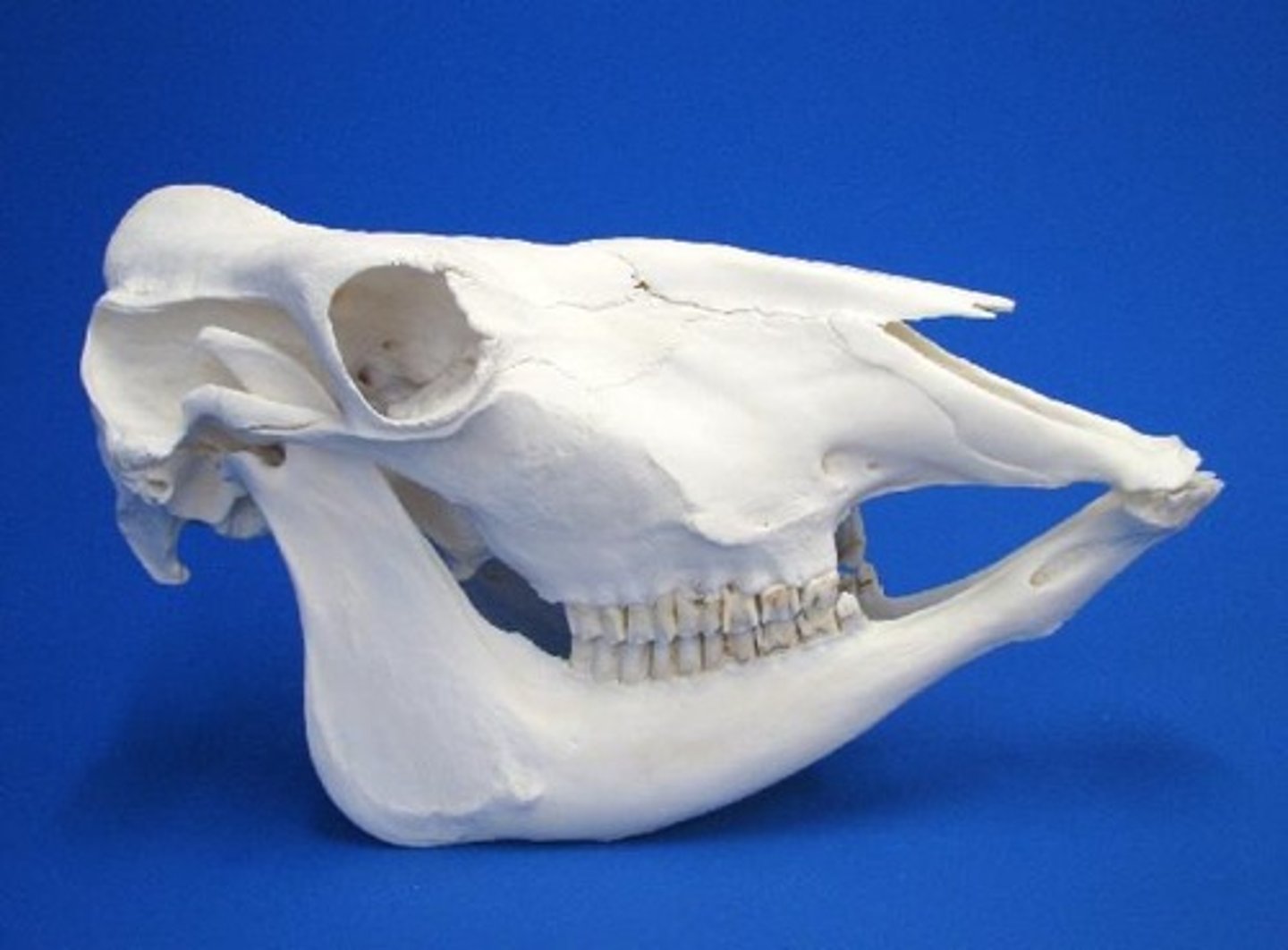 <p>- Placental mammals<br>- even number of toes (2 or 4), <br>- the skull for one suborder, Ruminantia, <br>- has no upper incisors.</p>