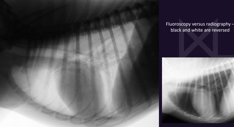 <p>• Endoscopy of the trachea is the best</p><p>• Fluoroscopy is the best imaging method</p><p>• Radiographs are not sensitive</p>