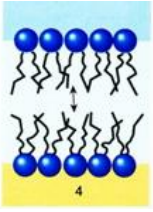contraction movement