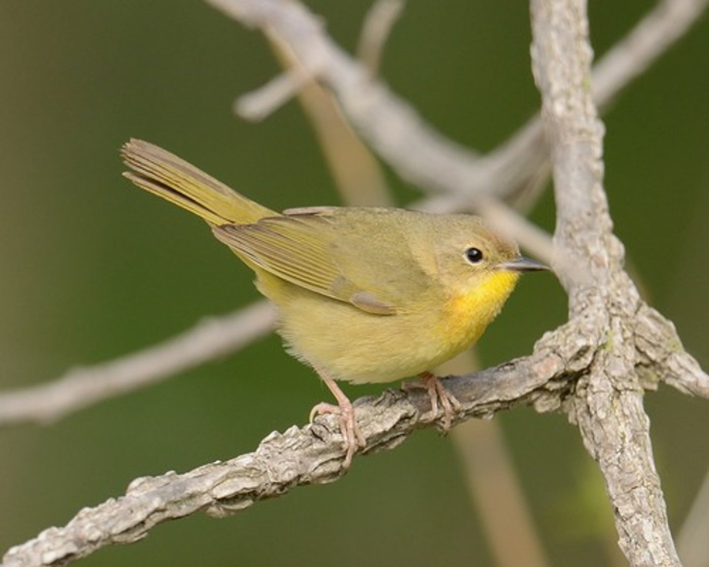 <p>Passeriformes Parulidae</p>