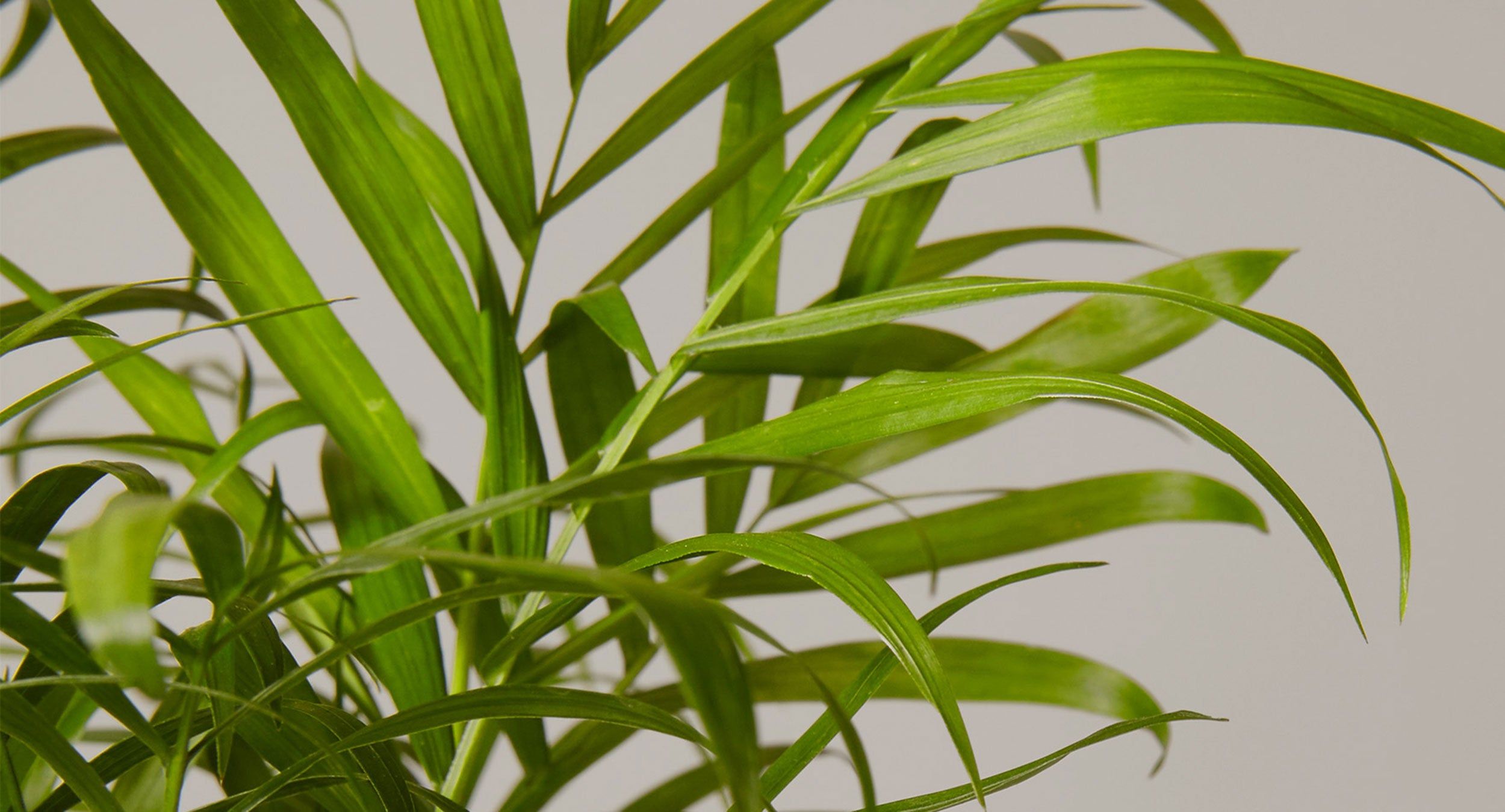 <p>What plant is this?</p>