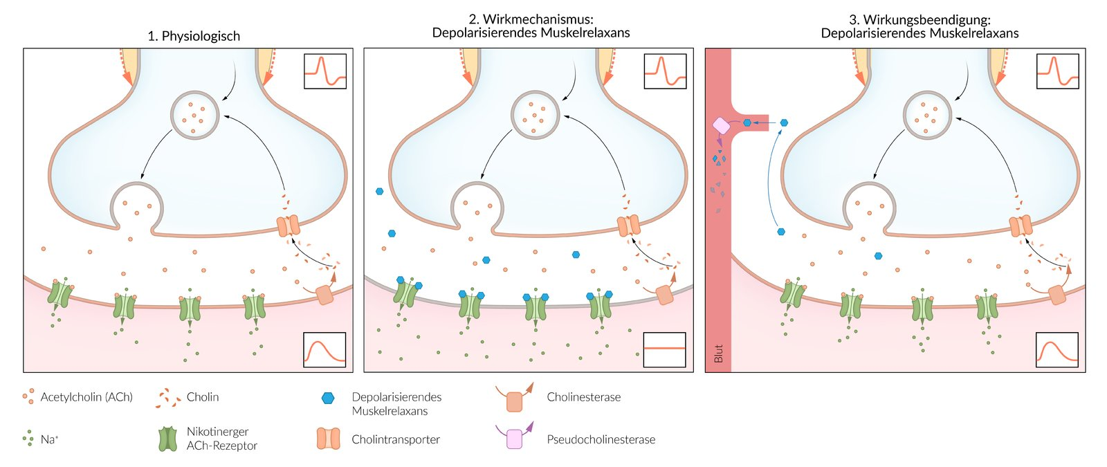 <p>B. Sustained depolarization of the end plate</p>