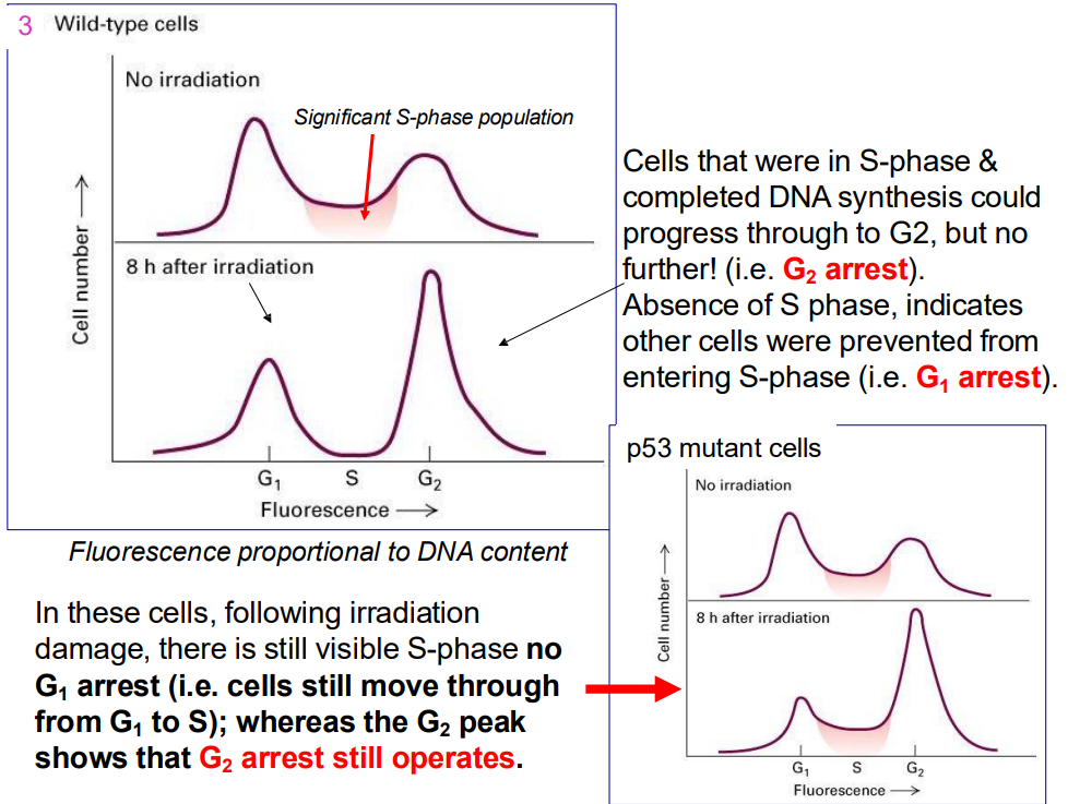 <p>- Cells that were in S-phase & completed DNA synthesis could progress through to G2, but no further! (i.e. G2 arrest). Absence of S phase, indicates other cells were prevented from entering S-phase (i.e. G1 arrest).</p><p>.</p><p>- In these cells, following irradiation damage, there is still visible S-phase no G1 arrest (i.e. cells still move through from G1 to S); whereas the G2 peak shows that G2 arrest still operates.</p><p>.</p><p>- remember that p53 is the cruical guardian of genome that blocks progression if it senses any sort of dNA damage across all key checkpoints</p>
