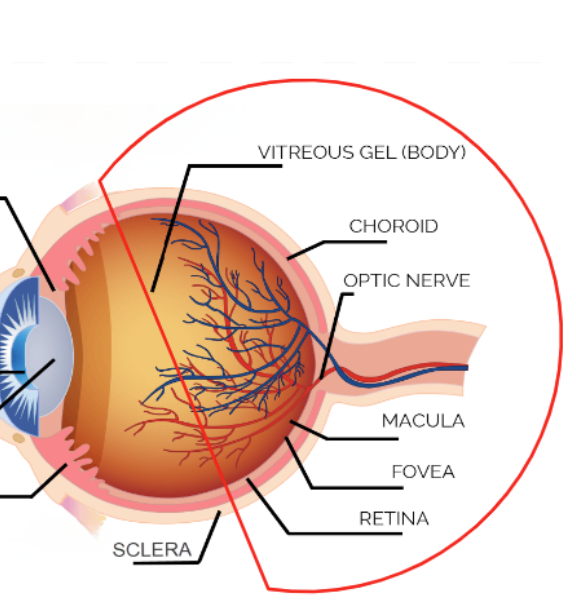 <p>posterior segment</p>