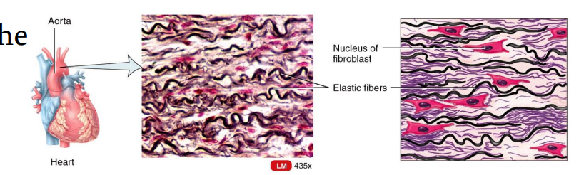 <ul><li><p>Dense Connective Tissues</p></li><li><p>consists predominantly of fibroblasts and freely branching elastic fibers.</p></li><li><p>It allows stretching of certain tissues like the elastic arteries (the aorta).</p></li></ul><p></p>