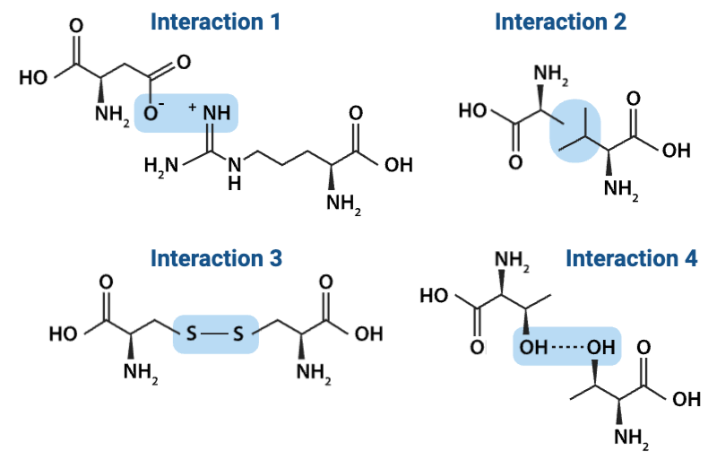 <p>Which interaction is more likely to be disrupted by an increase in temperature?</p><ul><li><p><span>a. Interaction 2</span></p><p></p></li><li><p><span>b. Interaction 4</span></p></li></ul><p></p>