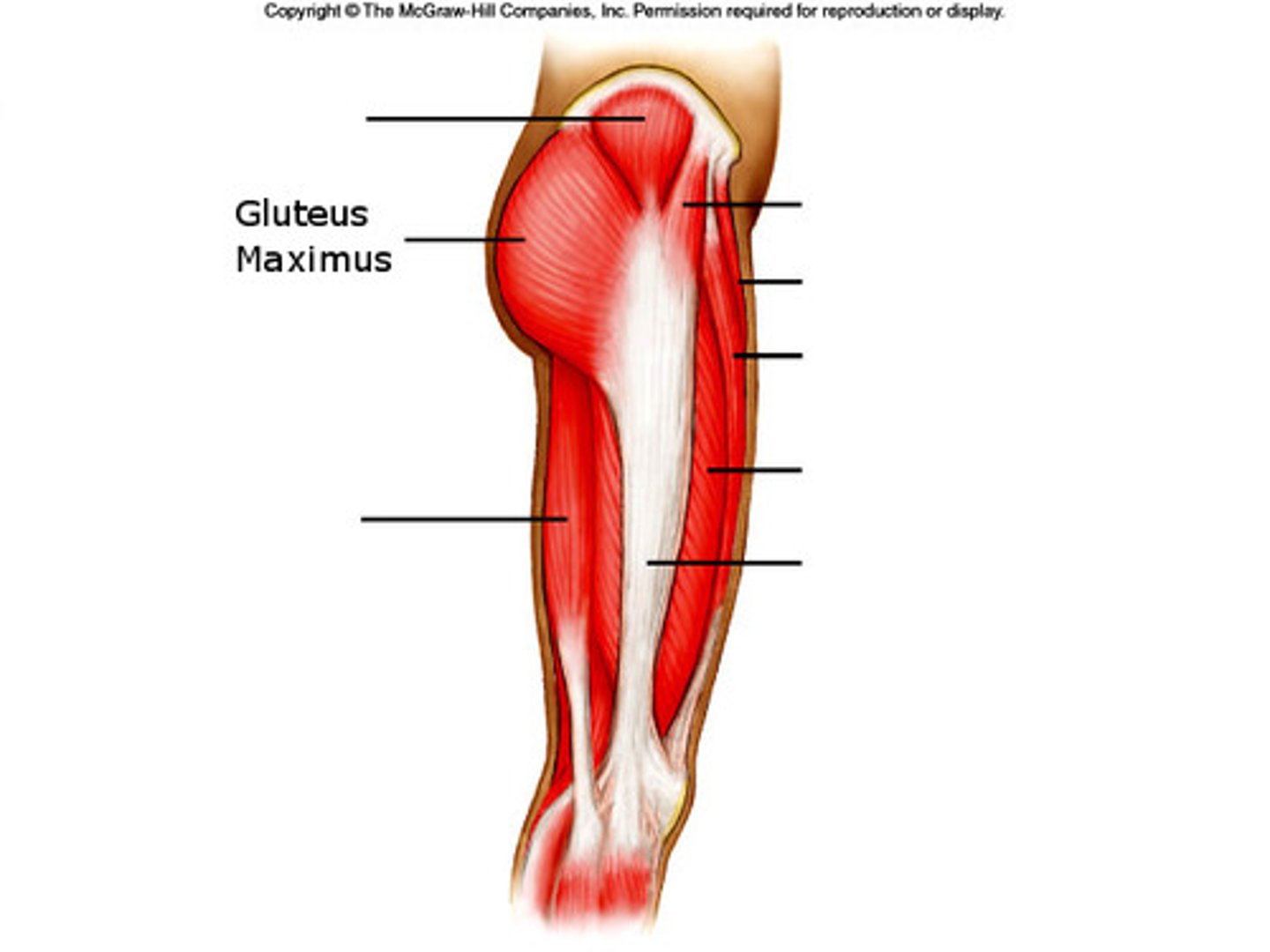 <p>Extends the hip</p>