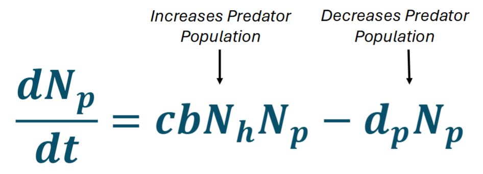 <p>Calculates the GROWTH of PREDATOR population</p><ul><li><p><strong>c </strong>= <strong>CONVERSION FACTOR of prey to predators</strong></p></li><li><p>b = capture efficiency</p></li><li><p>dp = Per capita DEATH RATE of predators due to <em>natural death</em></p></li></ul><p></p><p>no r because population depends on availability of h (prey)</p>