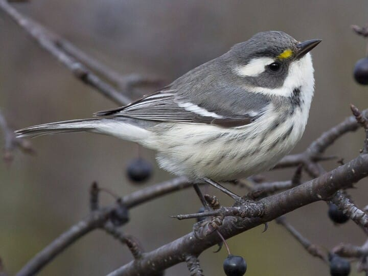 <p><span style="color: rgb(145, 144, 144);"><em>Black-throated Grey</em></span> Warbler</p><p><span style="color: rgb(151, 148, 148);">(female pictured here)</span></p>
