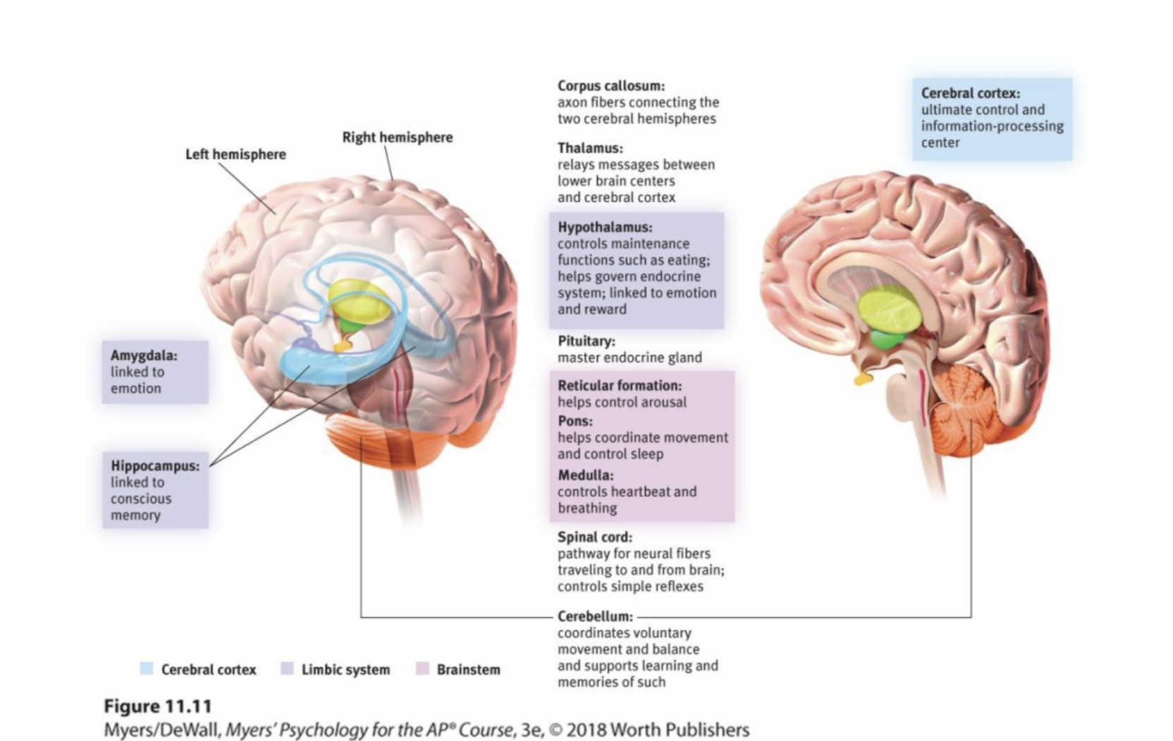 <p>another reward system to the hypothalamus</p>
