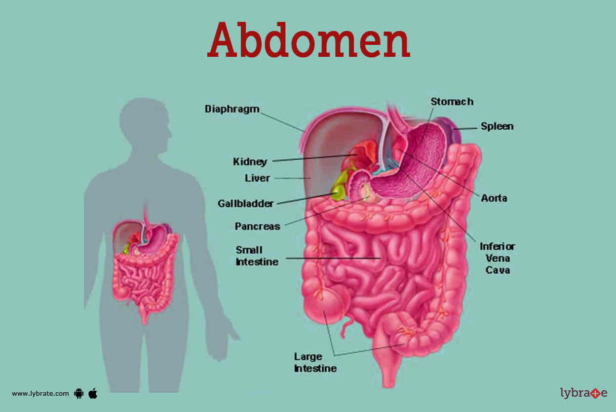 <p>abdomen</p>