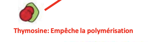 <p></p><ul><li><p><strong>Type :</strong> Protéine accessoire</p></li><li><p><strong>Filament :</strong> Microfilaments d’actine</p></li><li><p><strong>Fonction :</strong> Séquestre l’actine monomérique, empêche la polymérisation</p></li></ul><p></p>